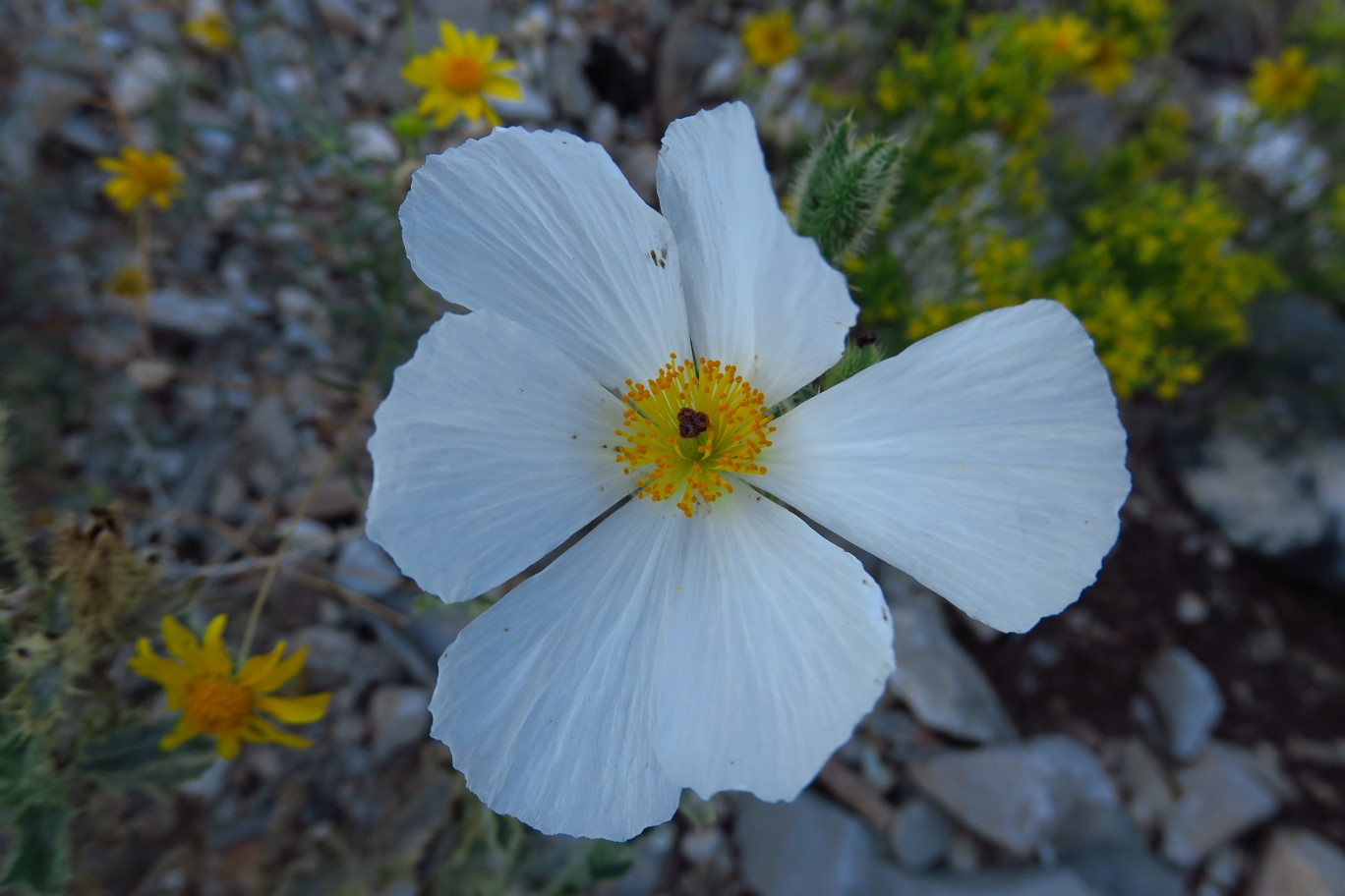 04-Flatbud_Pricklypoppy(argemone_munita)-flower