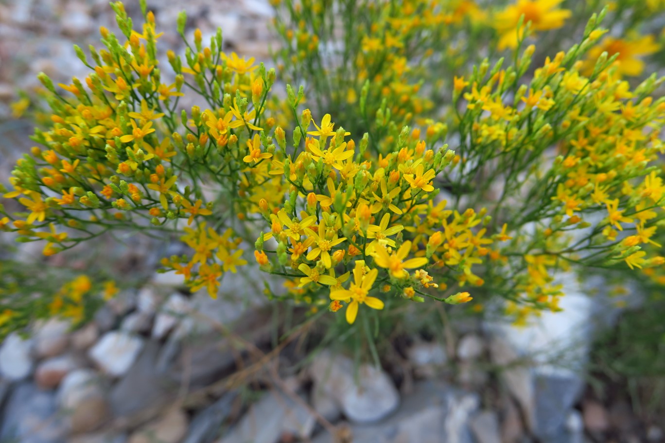 06-Matchweed(gutierrezia_sarothrae),Broom_Snakeweed1