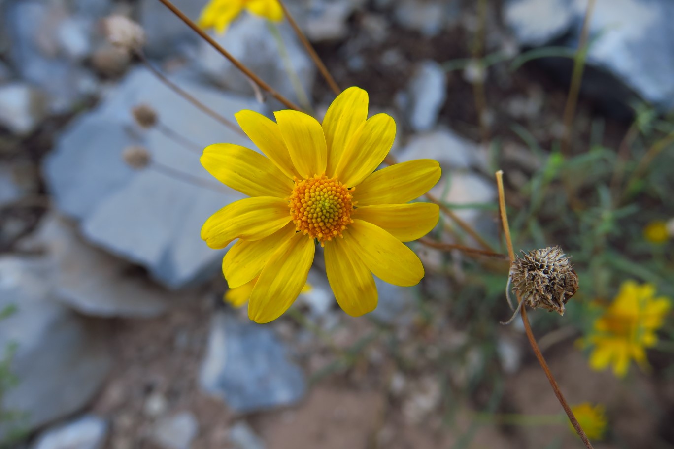 08-Goldeneye,Nevada_Goldeneye(heliomeris_multiflora_var._nevadensis)-flower