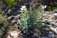 03-Flatbud_Pricklypoppy(argemone_munita)