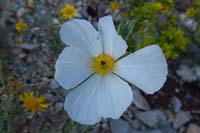 04-Flatbud_Pricklypoppy(argemone_munita)-flower