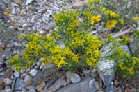 05-Matchweed(gutierrezia_sarothrae),Broom_Snakeweed
