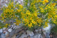 06-Matchweed(gutierrezia_sarothrae),Broom_Snakeweed1