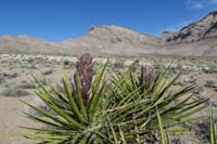 08-yuccas_flower_forming