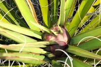 09-yucca_flower_starting_to_form