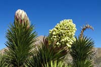 62-Joshua_Tree-new_flowers_forming,flowers,old_flower_stem