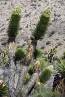 63-Joshua_Tree_blooming