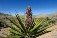 64-Mohave_Yucca_bloom_forming