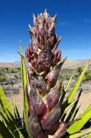 65-Mohave_Yucca_bloom_forming