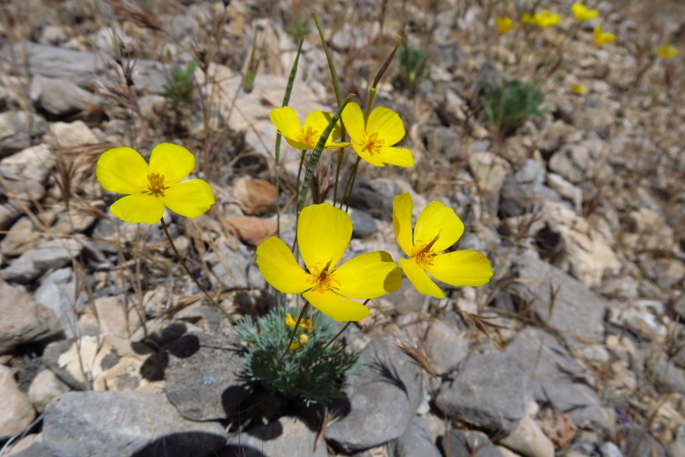 004-Desert_Poppy