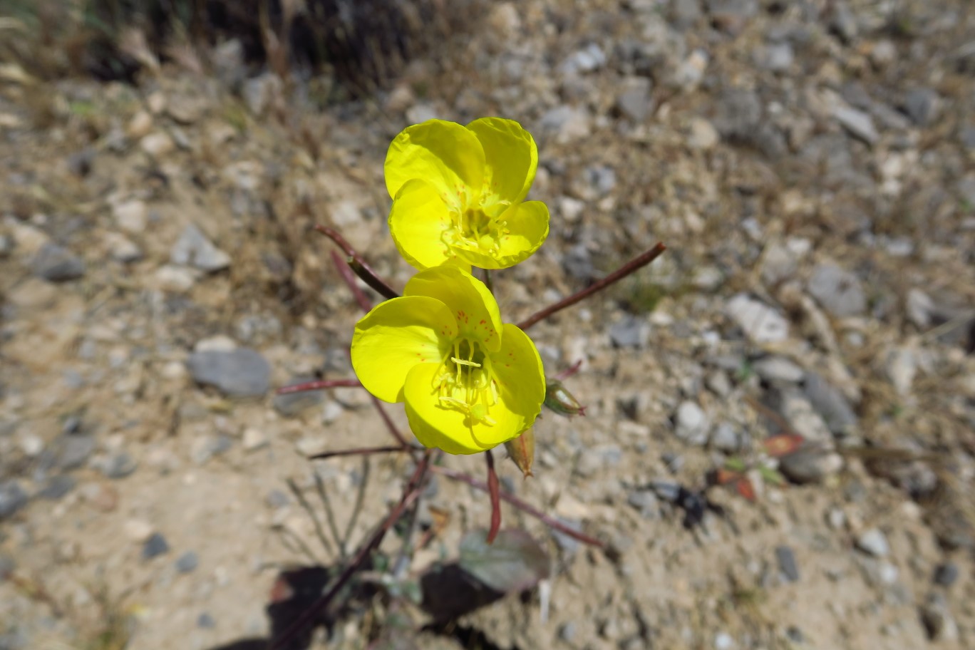 024-Mojave_Suncup-flower