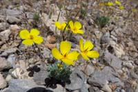 004-Desert_Poppy