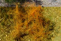 005-Dodder