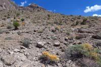 007-quite_a_bit_of_dodder_scattered_along_the_landscape
