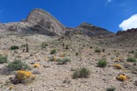008-dodder_with_Summerlin_Peaks