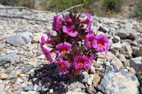 010-Bigelow's_Monkeyflower-(Mimulus_bigelovii)
