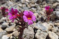 012-Bigelow's_Monkeyflower-flower