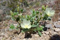 013-Blazingstar,Whitebract_Blazingstar(mentzelia_involucrata)