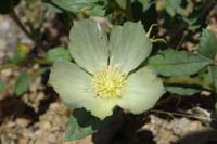 014-Blazingstar,Whitebract_Blazingstar-flower