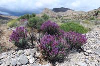 016-Mojave_Sage_in_bloom