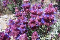017-Mojave_Sage_bloom