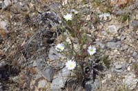 019-Chicory-Desert