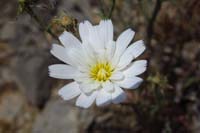020-Chicory-Desert_bloom