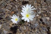 021-Chicory-Desert_bloom