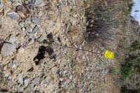 023-Mojave_Suncup(camissonia_campestris)