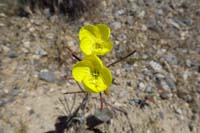 024-Mojave_Suncup-flower
