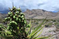 025-mohave_yucca_fruit_with_destination_in_background
