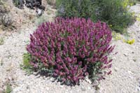 028-Mojave_Sage