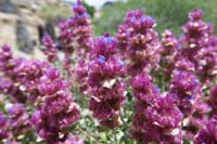 029-Mojave_Sage-flower