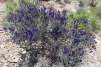 030-Indigo_Bush-Fremont's_Dalea