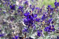 031-Indigo_Bush-Fremont's_Dalea-flower