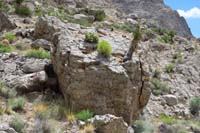 036-interesting_how_the_vegetation_is_growing_atop_a_rock_with_fossils-a_rock_garden