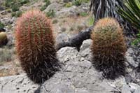 040-Barrel_Cacti
