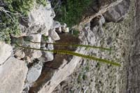 042-Agave_in_bloom