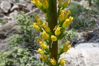 043-Agave_flowers