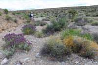 093-Laszlo_among_several_blooming_Mohave_Sage