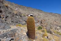23-tall_barrel_cactus_wearing_my_hat