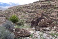 82-lots_of_fossilized_corral_material_on_limestone_rocks