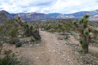 85-Fossil_Cyn-Cat_in_the_Hat-Connect_W,heading_north