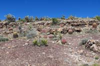46-pretty_scenery_except_for_the_non-native_red_brome