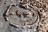 110-corral_fossils