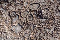 112-corral_fossils
