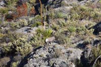 27-lonely_female_bighorn_sheep,later_we_say_big_group,but_no_picture