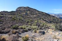 35-final_push_to_Gottlieb_Peak-nice_stand_of_joshua_trees