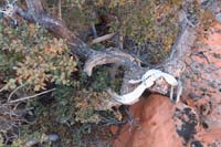 35-tree_anchor_with_creative_use_of_metal_to_anchor_to_other_branches-great_engineering_thought_process