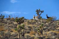13-group_of_burros_on_ridgeline_staring_at_me_wondering_if_I'm_a_threat_or_not